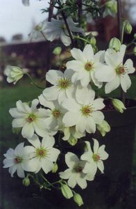 Clematis x cartmanii Sweet Hart